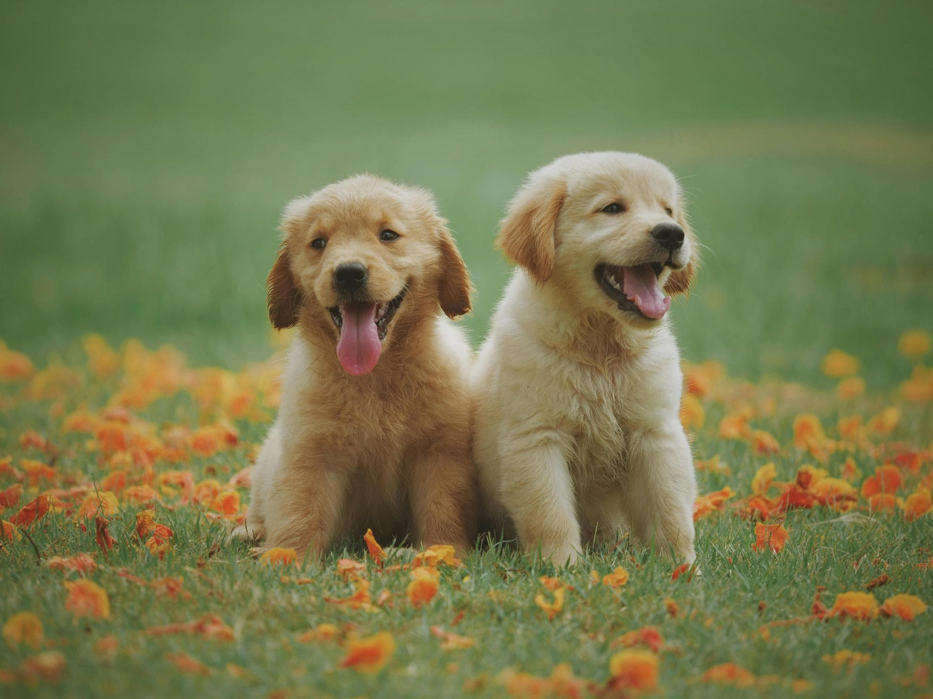 Best Vets in Carrizozo