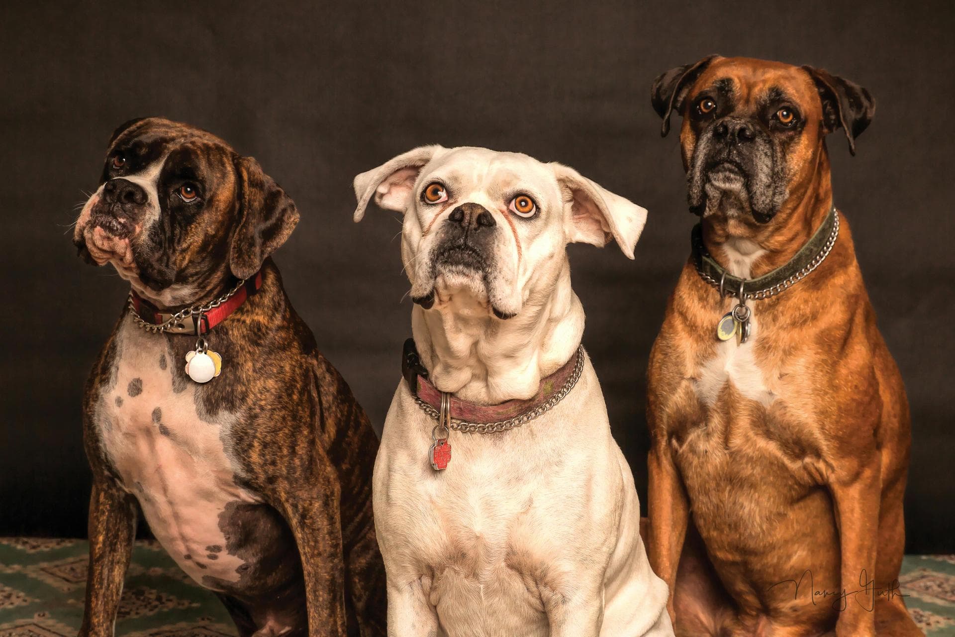 Dog & Cat Vets in Taos