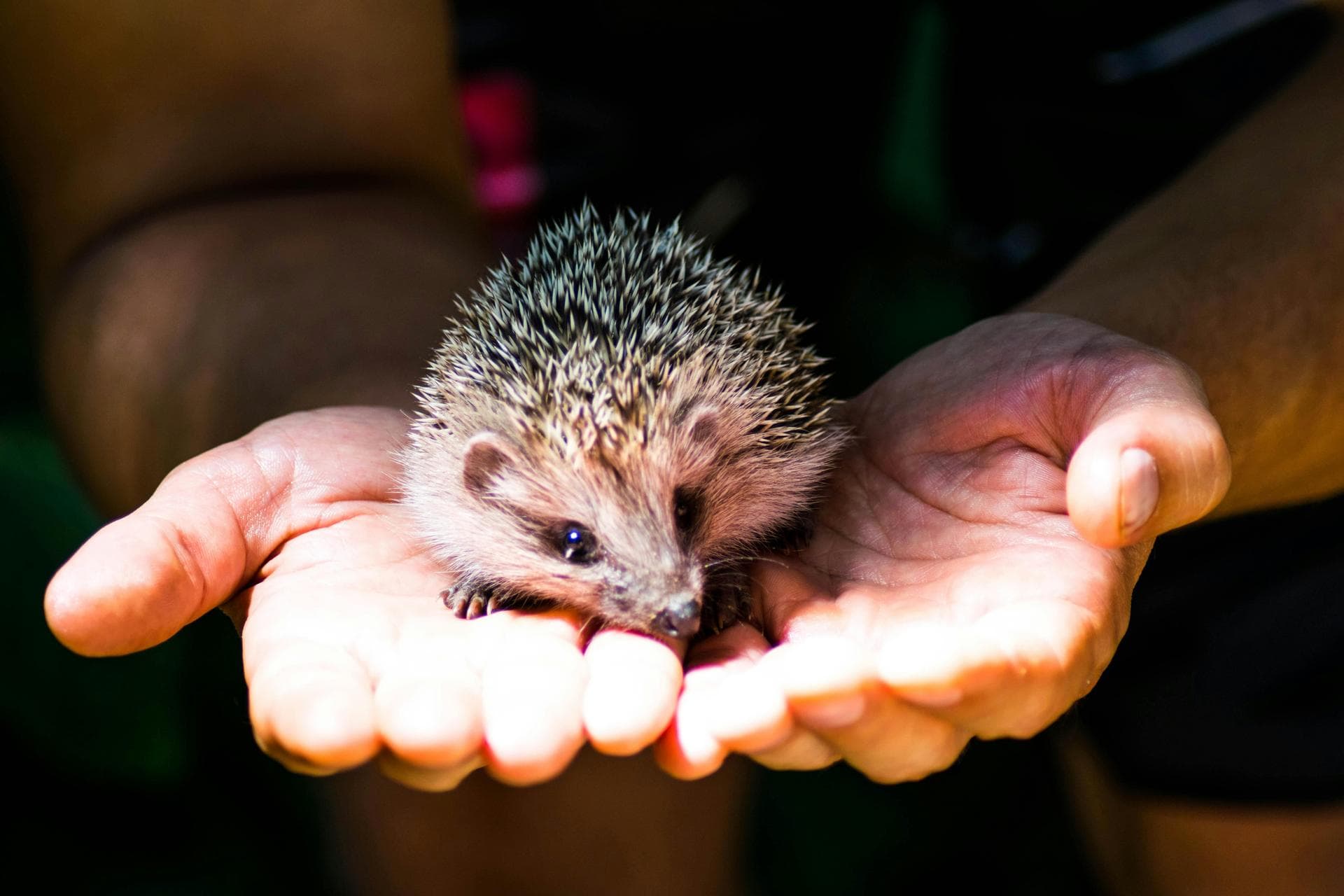 Best Vets in Canutillo