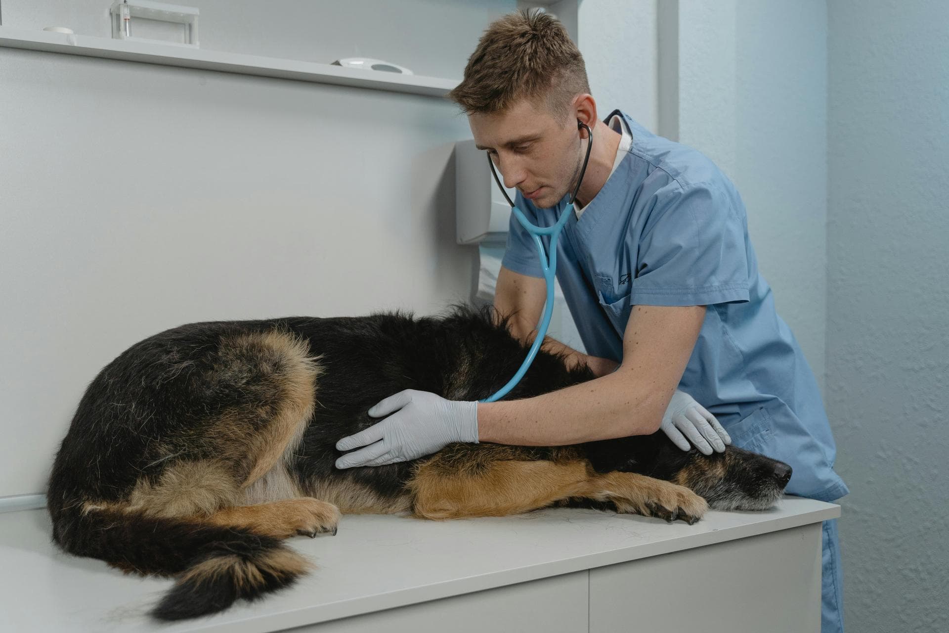 Best Vets in Tijeras