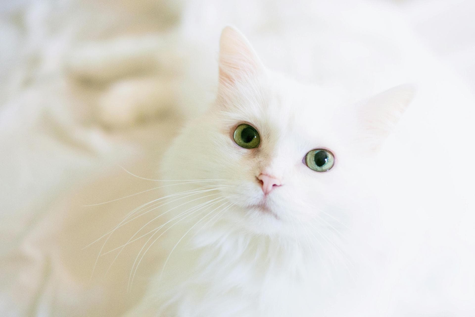 Dog & Cat Vets in Farmington