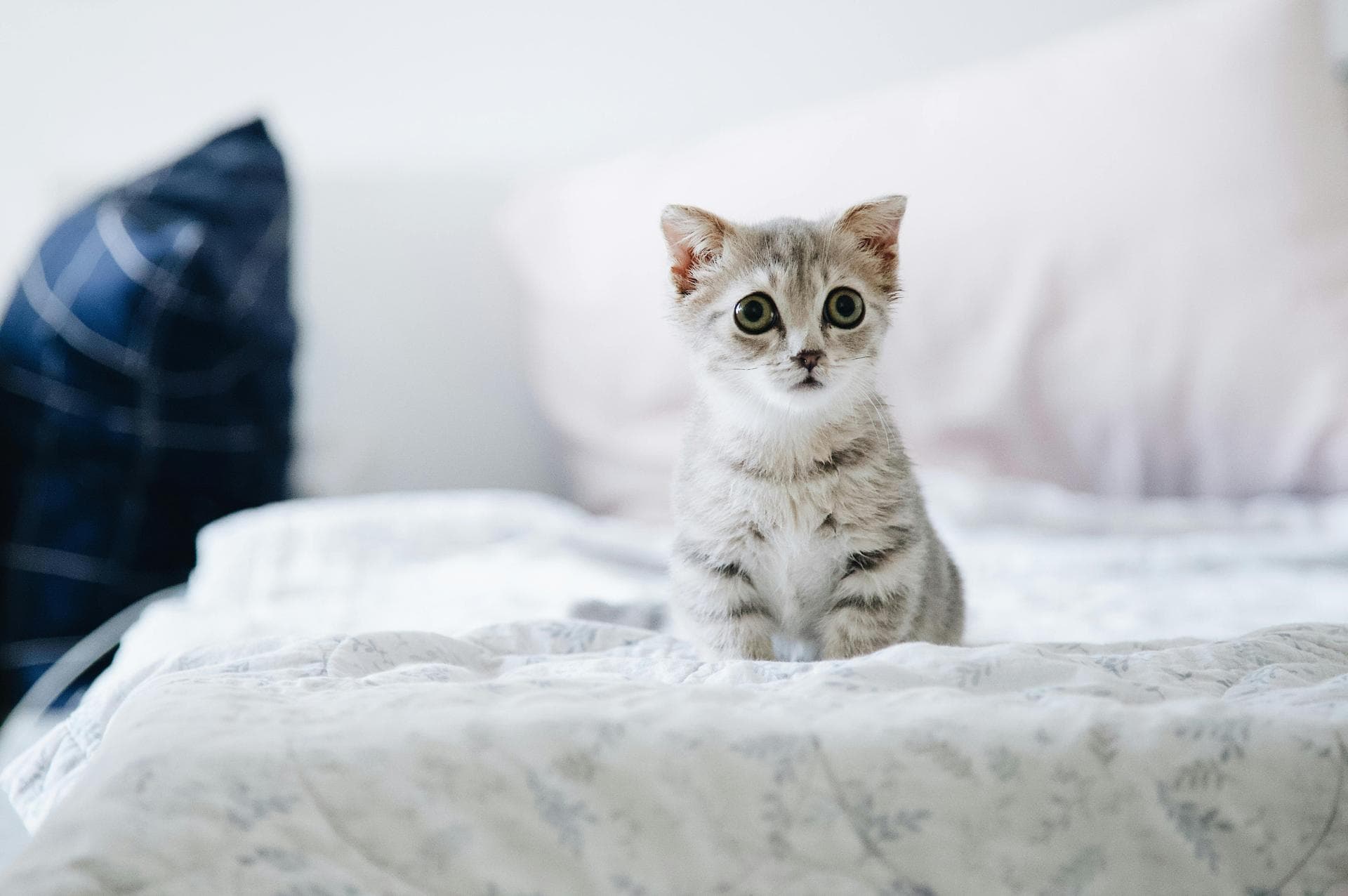 Dog & Cat Vets in Canutillo